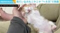 手のひらに頭を乗せて“へそ天” 子猫の寝姿が「満面の笑み」「こっちまで笑顔になる」