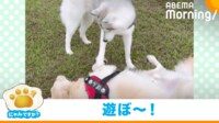 【映像】草原を疾走するハスキー犬（疲れ果てて寝る友達犬も）