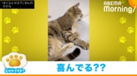 【映像】撫でられる猫の「正直なしっぽ」