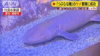 珍しいサメの赤ちゃん この種の繁殖は“国内初”