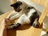 大渕愛子『猫エイズは発症していない！？』