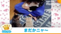 【映像】行儀よく抱っこの順番待ちをする猫たち