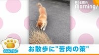 【映像】ビビリな柴犬用の“散歩アイテム”