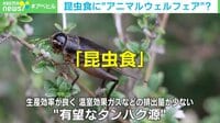 【映像】苦しんだ昆虫はおいしくない? 専門家が語る美味しい食べ方