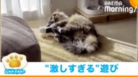 【映像】「マンガのよう」ぬいぐるみで遊ぶと激変する猫