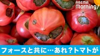 売れない野菜が人気に!? 「闇落ちとまと」