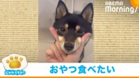 【映像】勢いよくあご乗せを披露する柴犬