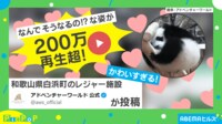 【映像】200万再生超え! パンダの赤ちゃんが見せた斬新すぎる“はしご下り”