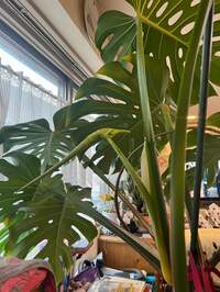 キャシー中島『7の付く日は七奈美のところへ』