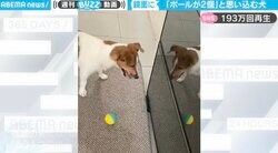 鏡に映るボールに大興奮！両足を揃えて飛び跳ねるワンコが可愛すぎる