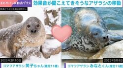 帰宅する新米夫婦のアザラシ→息ぴったりの移動方法に反響「ボールみたいに弾んでる」「バウンドしとるw」