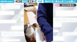 「世界で最も幸福な瞬間」鳴き声を上げ、飼い主のひざに乗ってくれる猫が、SNSで絶賛の嵐！「わかるマジでこれ」「乗る前にノックしてるの偉い」
