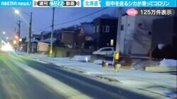 北海道の街中を走るシカ まさかの“コロリン”と転倒してしまう様子に「対向車にひかれなくてなにより…」「アイスバーン対応じゃないから滑るよね」