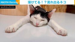 流れ出ている... 極限にリラックスして眠る猫の“レアな寝姿”に「にゃんて格好してんだ笑」「ぐったり姿も可愛い」とツボっちゃう人続出