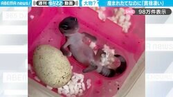 産まれたてなのに貫禄すごすぎ…（笑）バスタブでリラックスしているかのような、“おじさん風”ヤモリの赤ちゃんに「キミは大物になるよ…」「人生何周目？」と話題