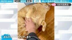 ぬいぐるみは絶対渡さニャい!? ぽっちゃり猫の「お腹タプタプ」が堪らないと話題沸騰