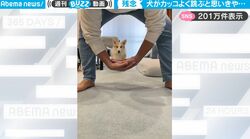 コーギーが飼い主めがけてカッコよくジャンプ！かと思いきや…予想以上のモタモタがかわいすぎて反響「こんなんいいね 押すやん」