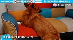 「短足のためのトンネル」狭い場所を通り抜ける猫の“珍行動”にコーギー困惑 「そこ通るんかい」とツッコミ