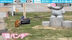 芝刈り機VS猫の“異種格闘技戦”勃発！ 一進一退の珍攻防に群馬県庁前の通行人も思わず立ち止まって「観戦」