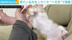 手のひらに頭を乗せて“へそ天” 子猫の寝姿が「満面の笑み」「こっちまで笑顔になる」