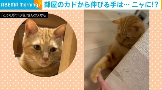 猫のとらくんと飼い主の攻防