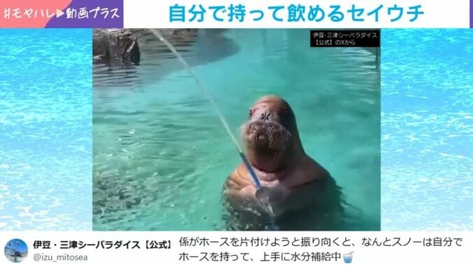 タイヘイヨウセイウチのスノーちゃん
