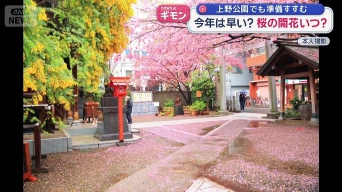 雨で濡れた桜が、カーペットのように