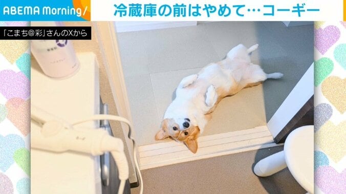 コーギーのこまちちゃん（4歳）