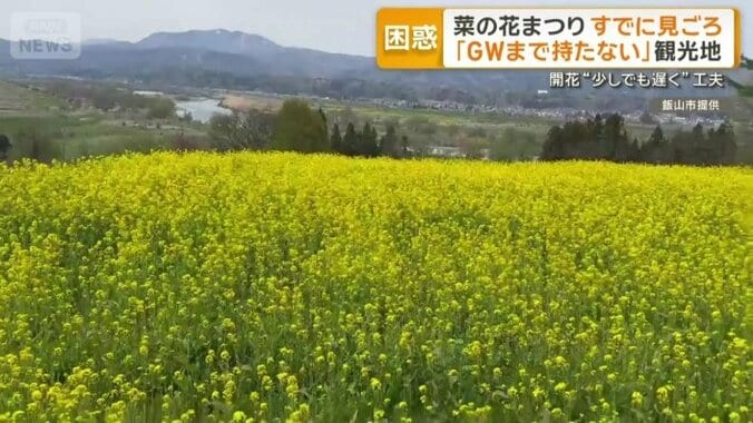 長野県飯山市で見頃を迎えた菜の花