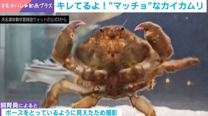 カイカムリ