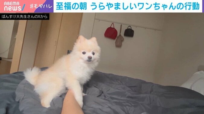 ポメラニアンのレオナルド・ポコ丸くん