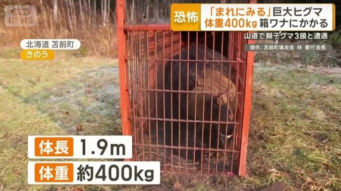 体長は1.9m、体重約400kgとみられるヒグマ
