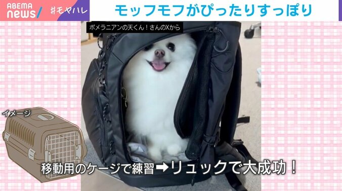 犬の天くん（2歳）