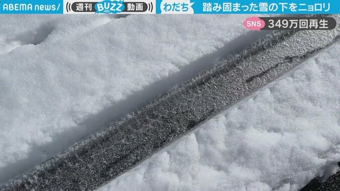 まるで未知の生物 雪の下をうごめく黒い影の“神秘”映像 「これは妖怪」驚きの声も 1枚目