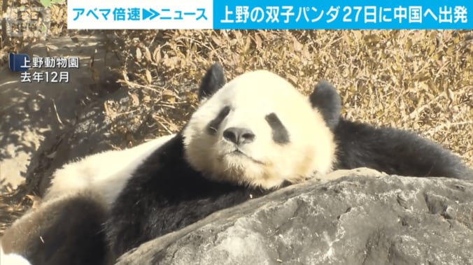 上野動物園のパンダ