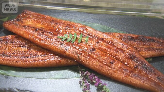 夢の完全養殖ウナギ4860円で販売　脂さっぱり＆やわらかな身　卵30万個から1000匹育つ 1枚目
