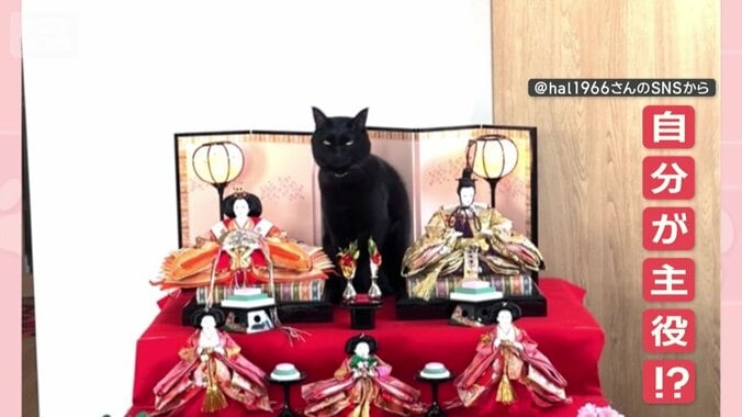 カメラ目線ですまし顔！