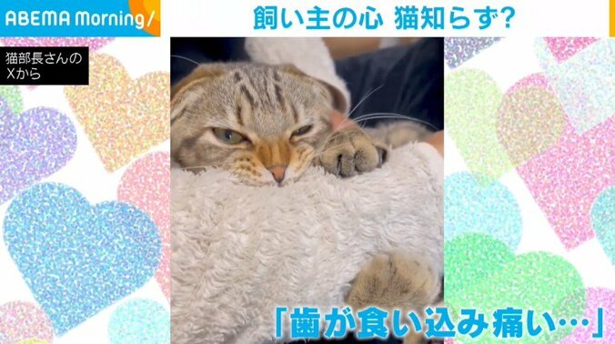 スコティッシュフォールドのポテくん（7カ月）