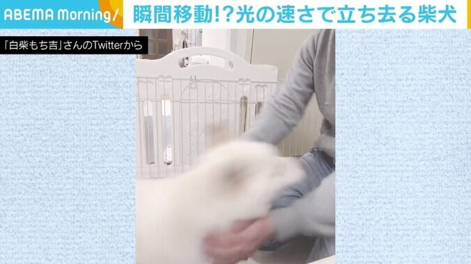 「ケージに戻される…！」 柴犬が“光の速さ”でフェードアウト 勘違いに飼い主家族も爆笑 1枚目