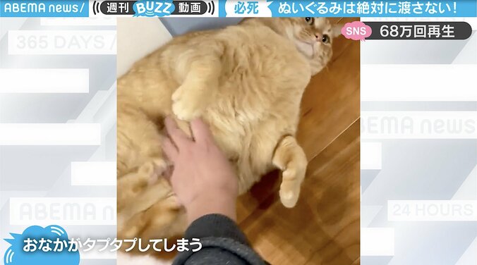 ぬいぐるみは絶対渡さニャい!? ぽっちゃり猫の「お腹タプタプ」が堪らないと話題沸騰 1枚目