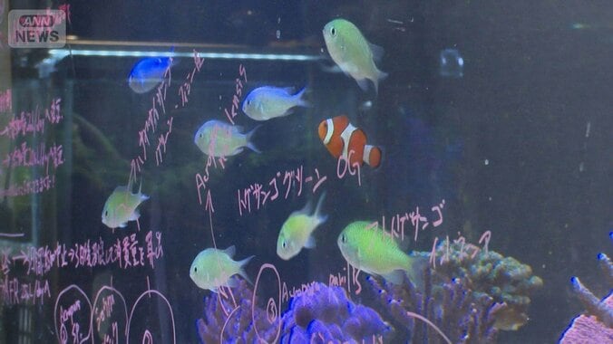 魚好き高じて古民家水族館　大学生が挑戦　人口減の町に活気を取り戻せ　福井・小浜市 1枚目