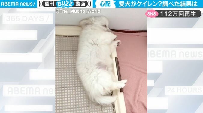 愛犬が眠った状態で足を“ピクピク”と謎の動き… 心配になった飼い主が調べてみたら意外すぎる結果が判明 1枚目