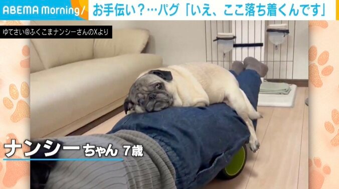 パグのナンシーちゃん