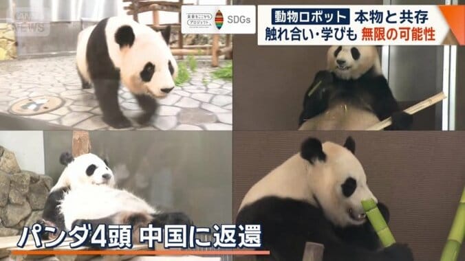 中国に返還されたパンダ4頭
