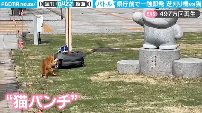 芝刈り機VS猫の“異種格闘技戦”勃発！ 一進一退の珍攻防に群馬県庁前の通行人も思わず立ち止まって「観戦」 1枚目