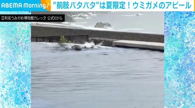 ウミガメ