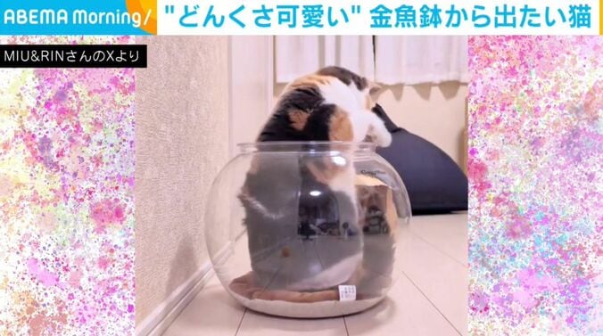 ブリティッシュショートヘアのみゅーちゃん