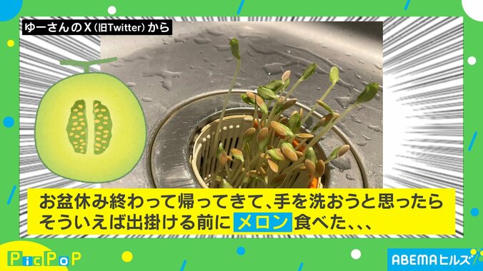 お盆休みにすくすく成長！キッチンで起きた “珍事件” に「生命の強さを感じますね」「シンクで発芽!?」の声 2枚目