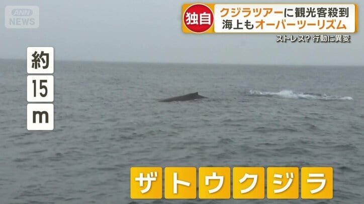 体長約15mの巨大ザトウクジラ