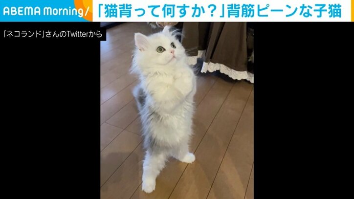 背筋ピーン！ 「猫背って何すか？？」な猫の姿に反響 「弁慶」「正義の味方みたい」の声